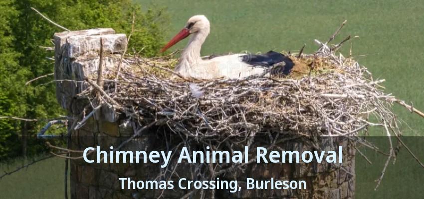 Chimney Animal Removal Thomas Crossing, Burleson - TX